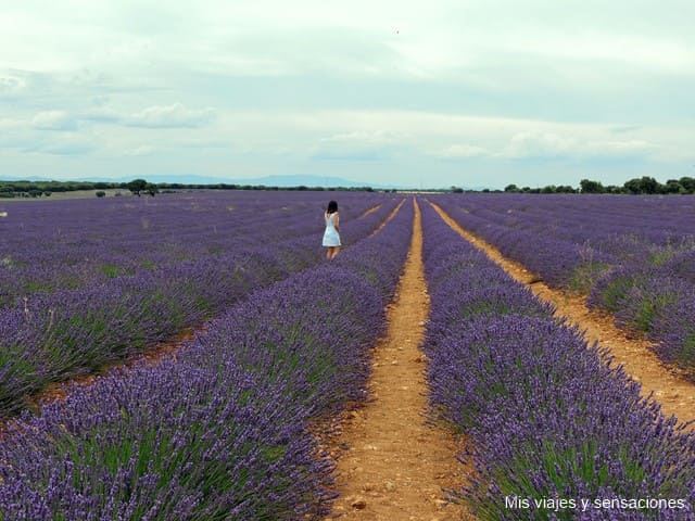 Campos de lavanda, Brihuega