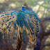 Peacock with Golden Feather