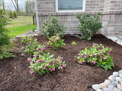 Helleborus and holly with new mulch around them