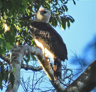 Crested Eagle