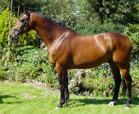 Dutch Warmblood Horse is on the list of the most expensive horse breeds in the world.