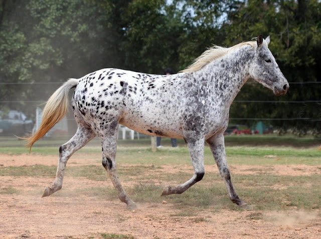 The beautiful Appaloosa horses | American horse breed