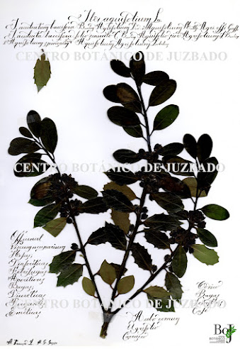 Acebo, Ilex aquifolium L., Leyendas, Diciembre, 2022, ,Centro botánico de Juzbado