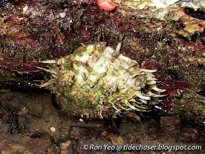 Thorny Oyster (Spondylus sp.)