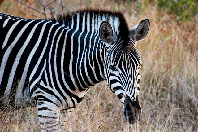 Zebra - Kruger National Park - South Africa