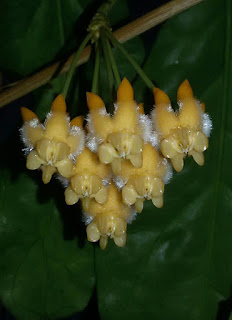 Hoya Lasiantha