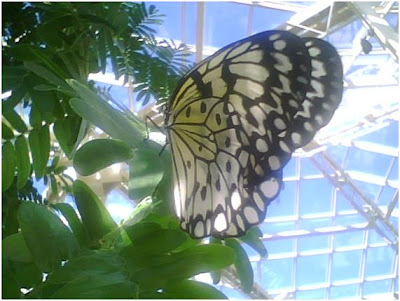 Borboleta no Borboletário Cecil B. Day Butterfly Center