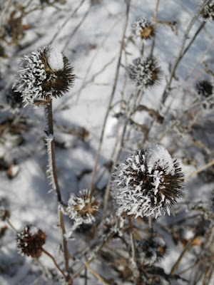 Frost on coneflower foliage