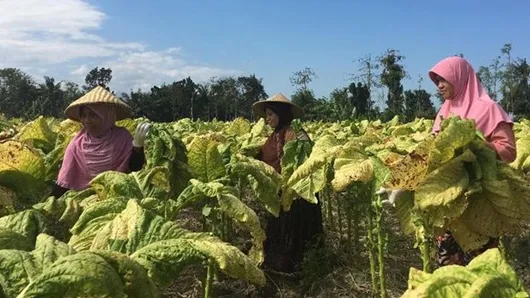 Cukai Rokok Naik, Politikus Gerindra: Kasihan Para Petani Tembakau