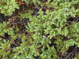 Genévrier commun - Genièvre - Juniperus communis