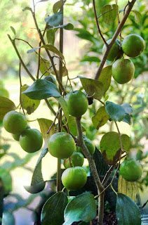 Ketahui buah bidara 