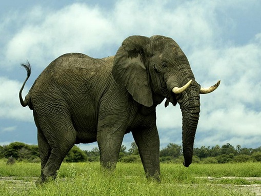 human killers_www.wonders-world.com_802