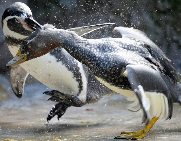 A penguin fights with a duck in their enclosure at the zoo