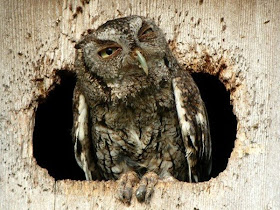 owl, funny animal pictures of the week