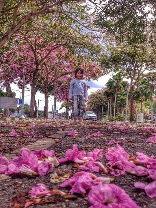  GAMBAR  Keindahan Musim Bunga Sakura di Kedah Hampa Tak 
