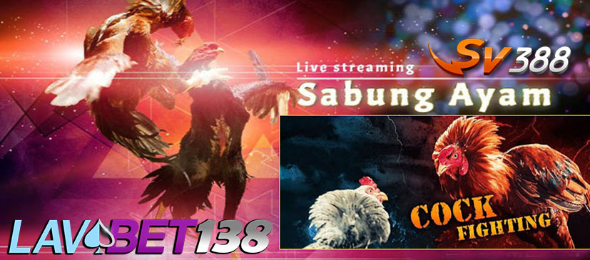 SV388 Daftar Link Login Situs Judi Sabung Ayam Online Live 24 Jam