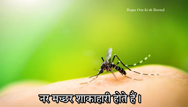 30 रोचक जानकारीयां  मच्छर के बारे में || 30 Interesting facts about Mosquito ||