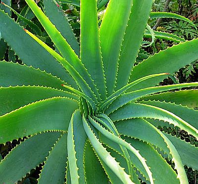 Benefits and Usage of Aloe Vera 1