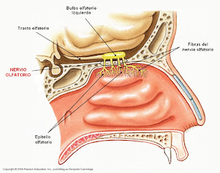 Nervio olfatorio