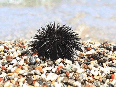 Harga Bulu Babi (Uni/Sea Urchin) Fresh, Hidup, Frozen, & Kaleng