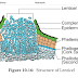 11th - biology - important - diagrams-study materials - English mediam