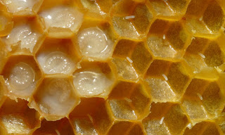honey bee, bee pollen, bee hive, honey bees, organic honey, honeybee, how do bees make honey, health benefits of honey, honey benefits, buckwheat honey, clover honey, pure honey, honeybees, why do bees make honey, acacia honey, uses of honey, black honey, natural honey, best honey, sue bee honey, bees and honey, do bumble bees make honey, honey farm, best honey in the world