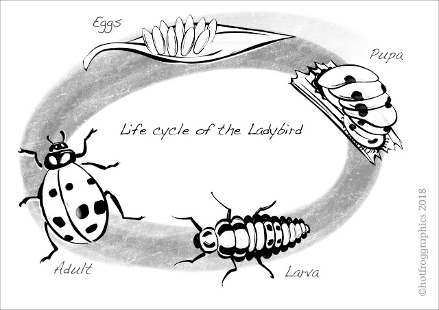 illustration showing stages in ladybird life cycle black and white