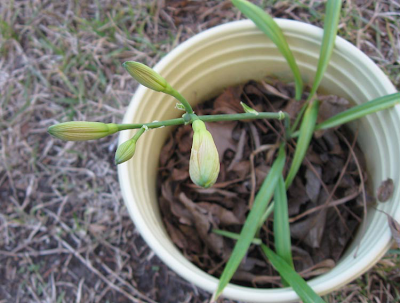 January daylily bud, Annieinaustin