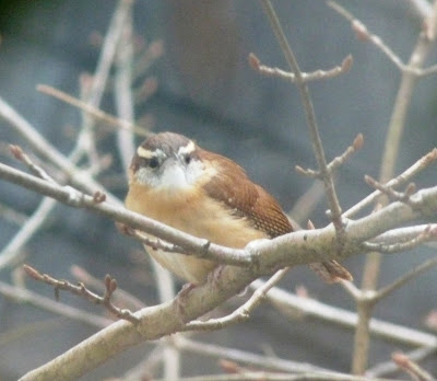 carolina wren