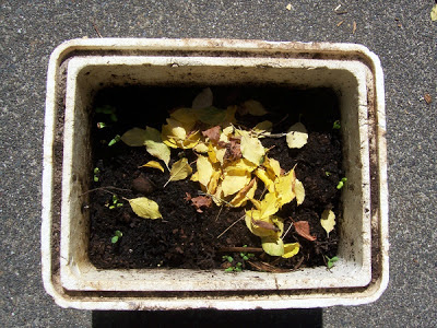 child-size compost with soil and yellow leaves inside