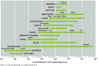 genome size