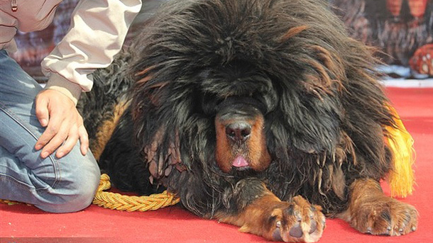 Tibetan Mastiff Baka Anjing Paling Mahal Di Dunia, 