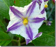 solanum_muricatum_flower