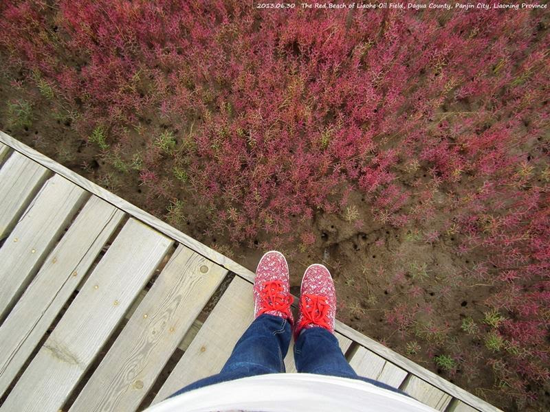 The Red Beach  is located in the Liao River Delta, Panjin, China, it is regarded as a famous state-level nature reserve.