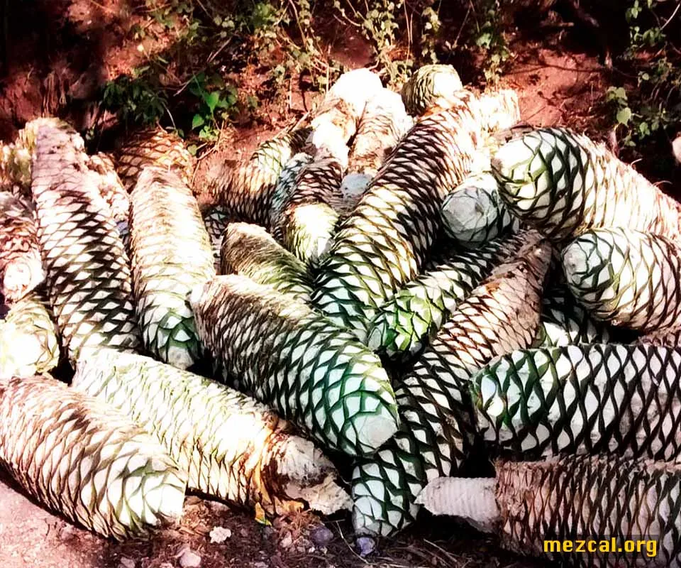 Madrecuishe maguey pineapples in La Noria, Heroica Ciudad de Ejutla de Crespo, Oaxaca. Ejutla,Oaxaca,Agave karwinskii,Maguey,Madrecuishe,Barril,La Noria,