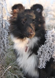meet The KNIGHTs Sheltie - SEN, Czech import