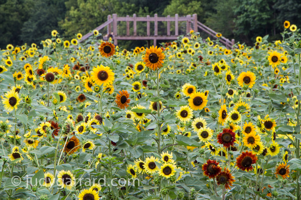 Sunflowers and viewing platform