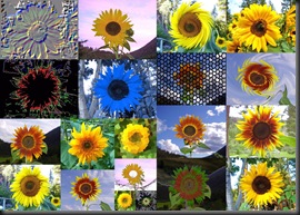 10 10 10 Sunflowers7