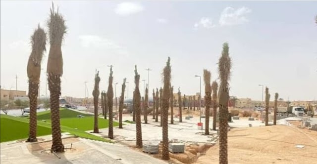 Decision to ban the cultivation of Palm Trees in Gardens and Roads, Reveals details..