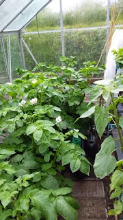 6 different varieties of potato in containers