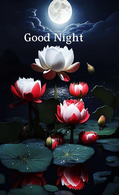 Whatsapp Good Night Images For Canada