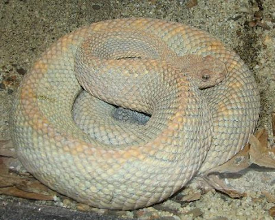 Dangerous Snake Seen On www.coolpicturegallery.us