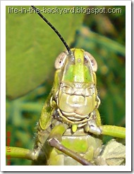 Valanga nigricornis_Javanese Grasshopper_belalang kayu 14