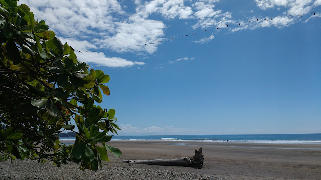 Vol de pélicans à Playa Dominical