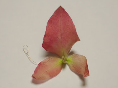紅蝦花的花苞片