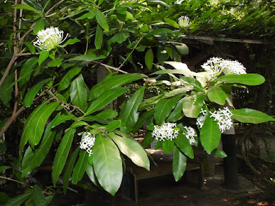 白仙丹花的花序