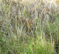 Tiger Ranthambore India