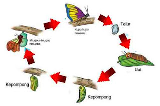  Semua makhluk hidup niscaya mengalami daur hidup Daur Hidup Hewan : Metamorfosis Sempurna dan Tidak Sempurna