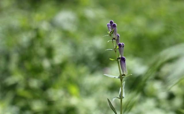 Baikal Skullcap Flowers Pictures