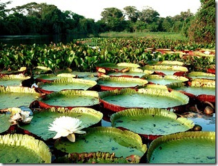 Vitório-régia/Amazônia (Fonte: Essas e Outras Coisas)